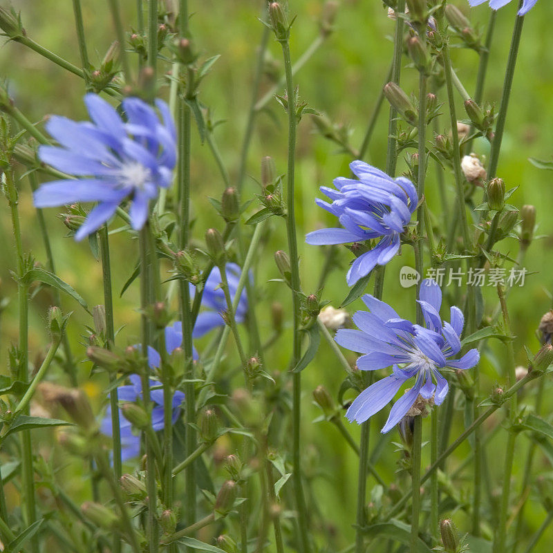 菊苣(Cichorium intybus)